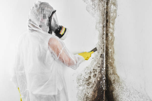 Certified Mold Removal in Hayti, PA