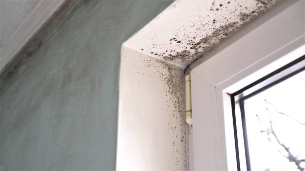 Best Emergency Mold Removal  in Hayti, PA