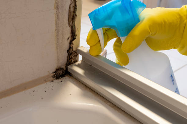 Trusted Hayti, PA Mold Removal Experts