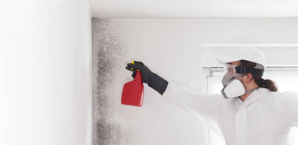 Best Crawl Space Mold Removal  in Hayti, PA