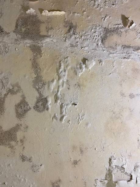 Best Mold Cleaning Services  in Hayti, PA
