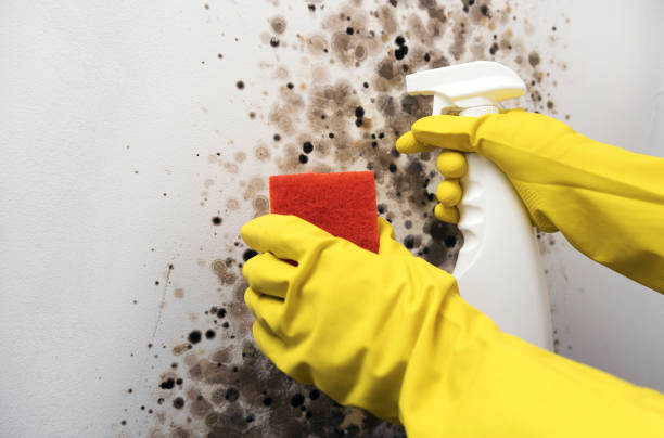 Best Mold Testing  in Hayti, PA