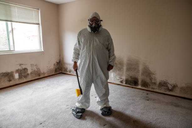 Best Toxic Mold Removal  in Hayti, PA